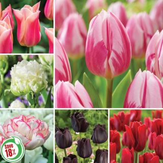 Bloomin' Beautiful Tulip Collection Thumbnail